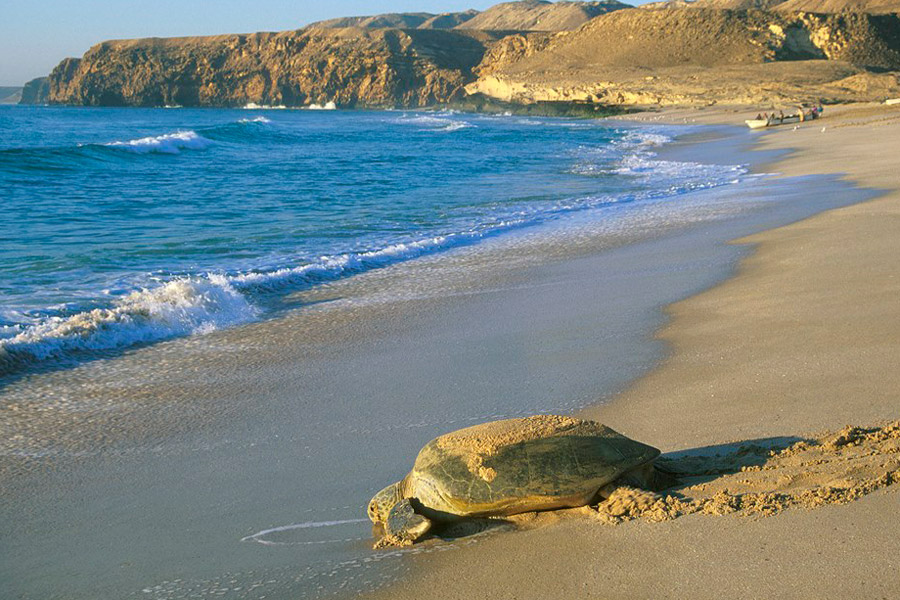 Oman Ras al Jinz am Strand