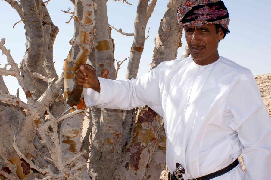 Oman Salalah Weihrauchbaum